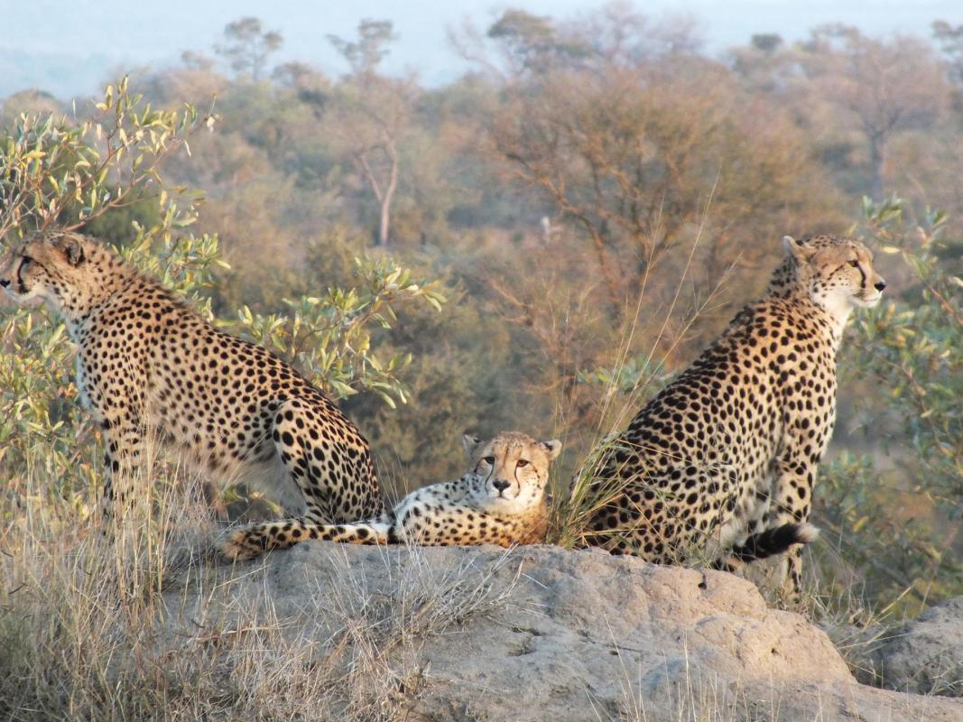 Cedarberg Travel | Rhino Post Safari Lodge