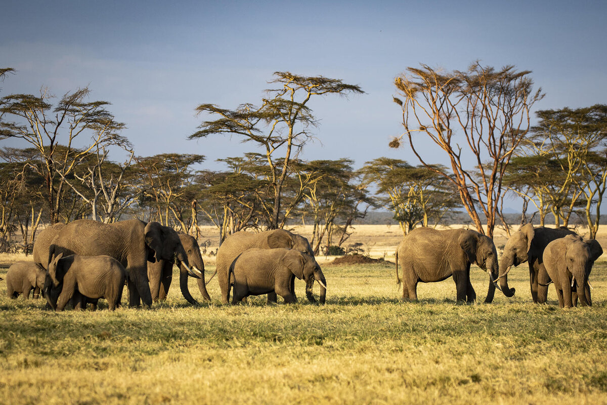 Cedarberg Travel | Segera Retreat