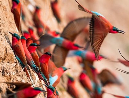 South Luangwa safari - southern carmine bee-eaters by Burrard Lucas for Time & Tide