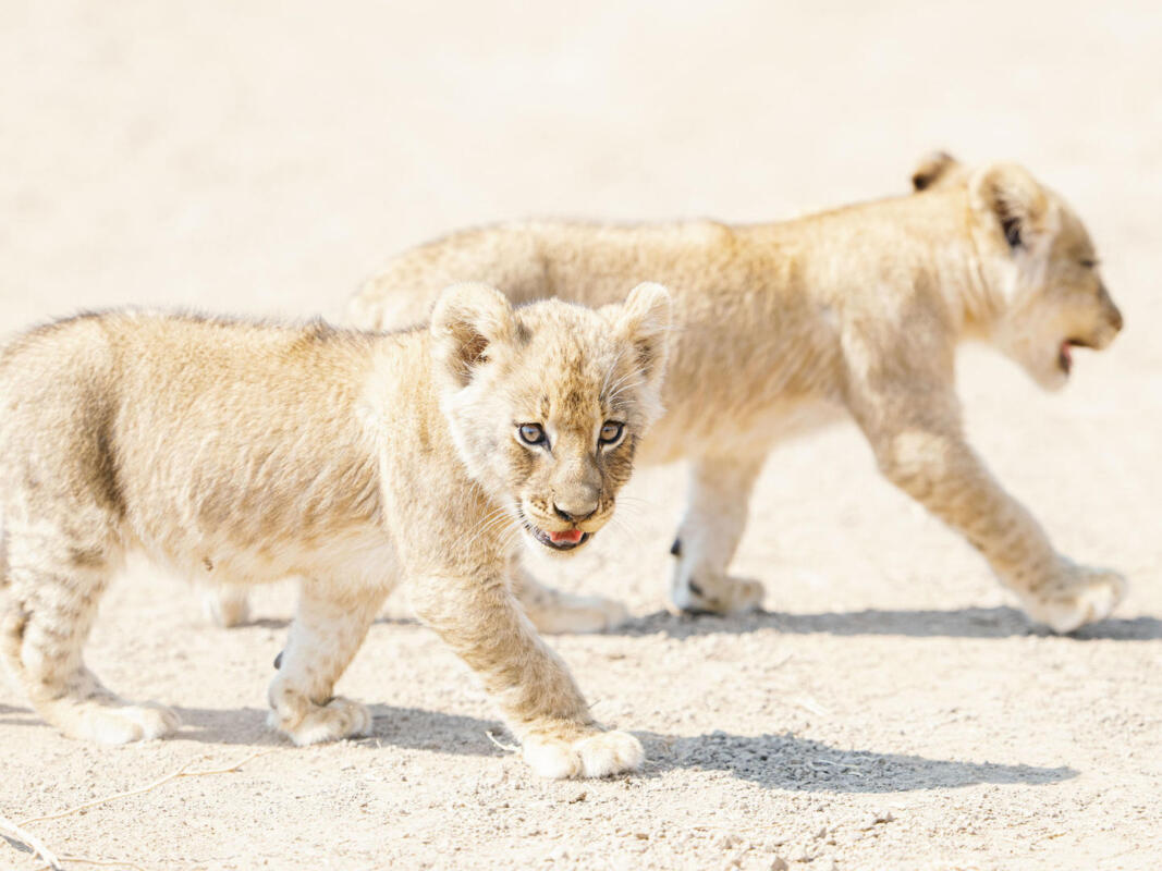 Cedarberg Travel | Luwi Bush Camp