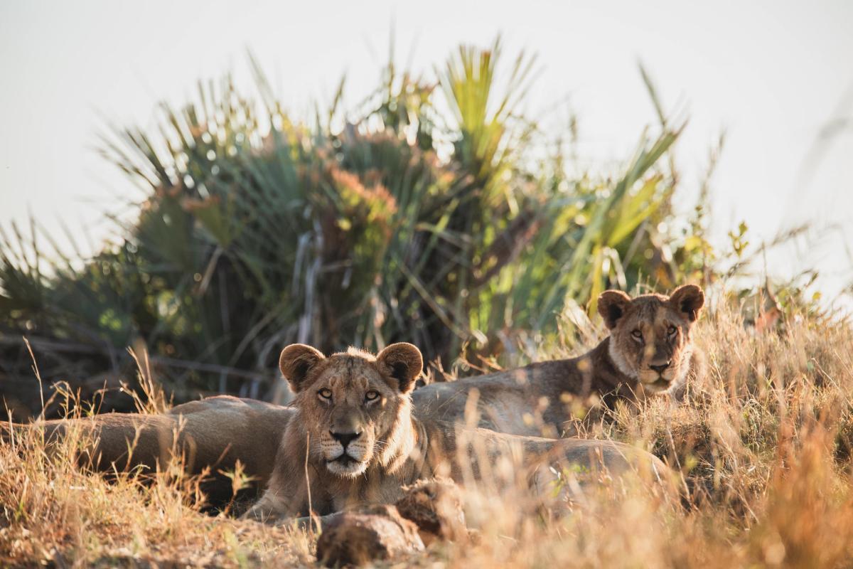 Cedarberg Travel | Tubu Tree Camp