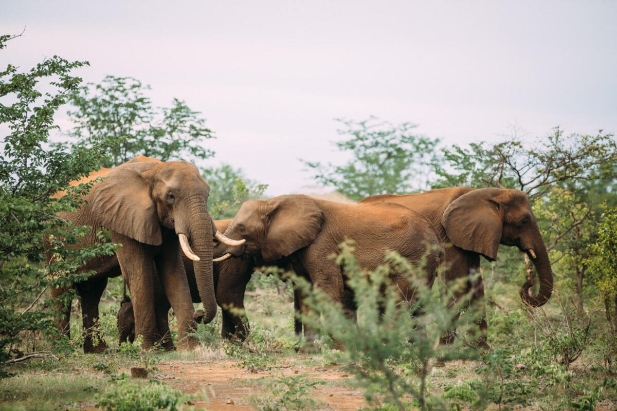 Cedarberg Travel | The Elephant Camp