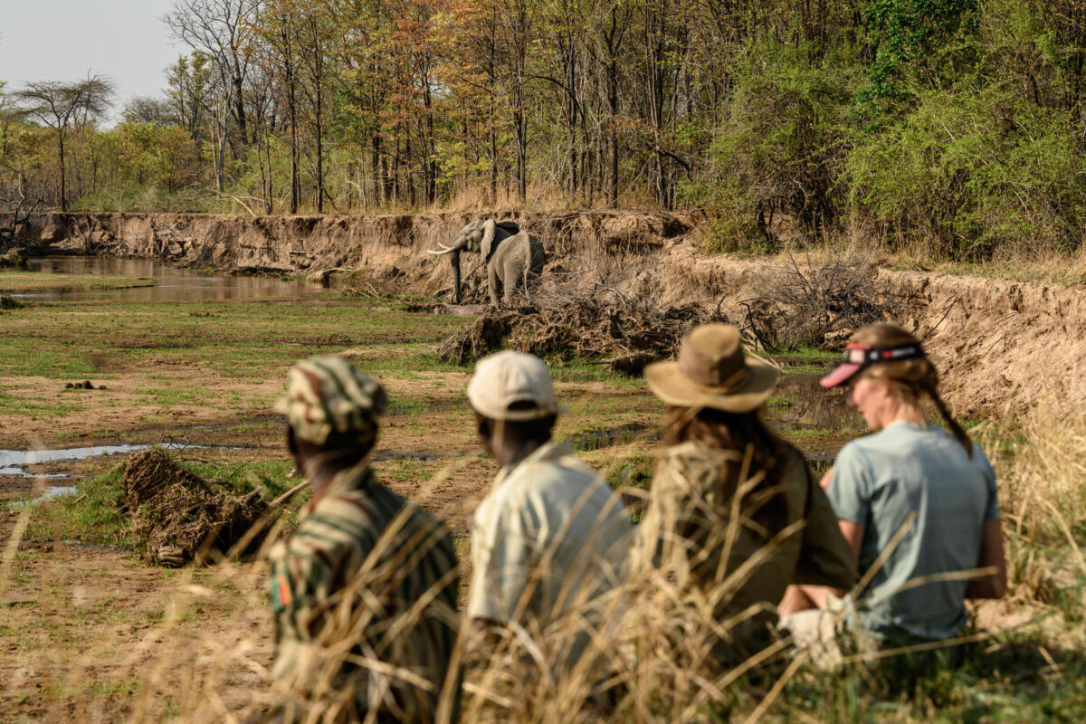 Cedarberg Travel | Mwaleshi Camp
