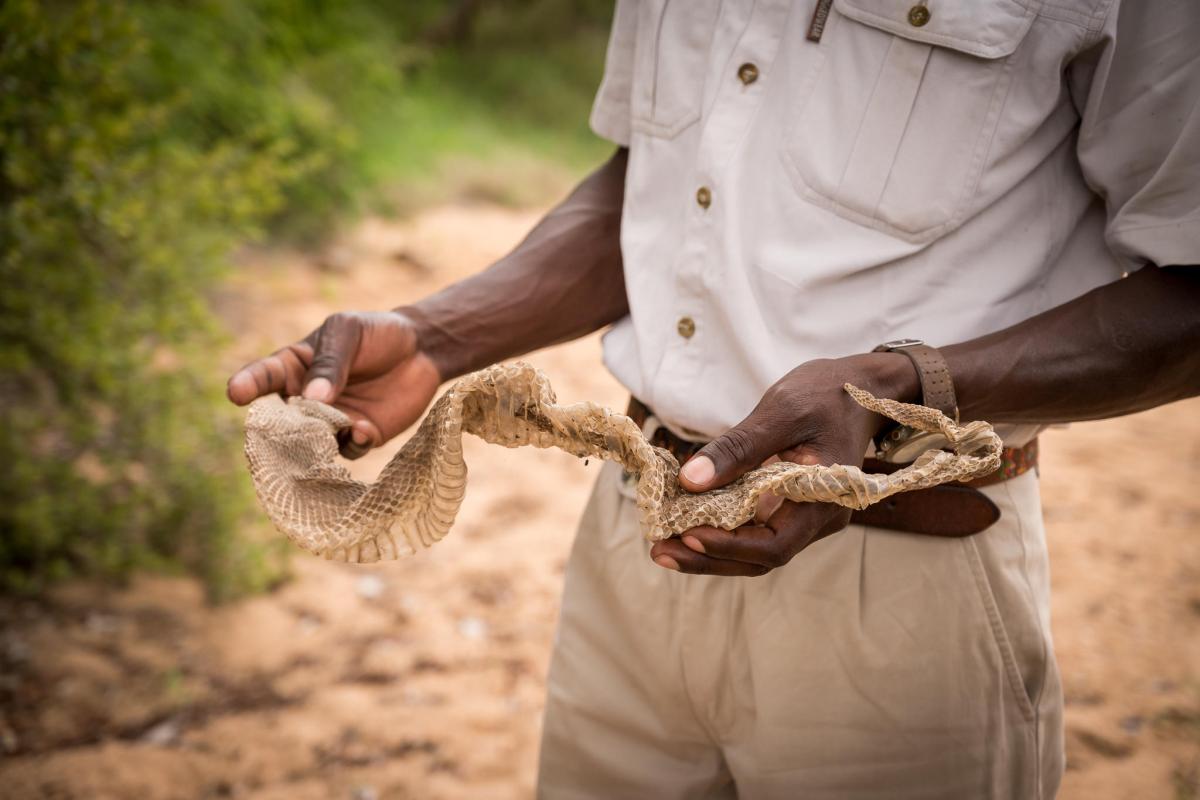 Cedarberg Travel | Kambaku Safari Lodge