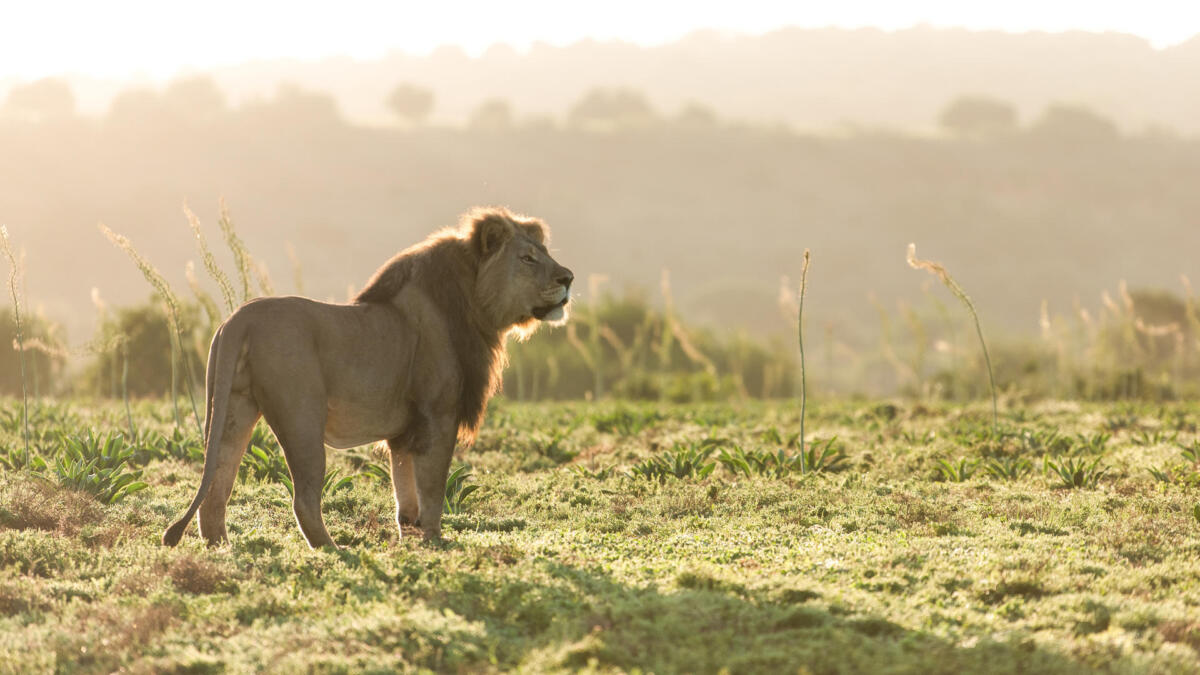 Cedarberg Travel | Amakhala Safari Lodge
