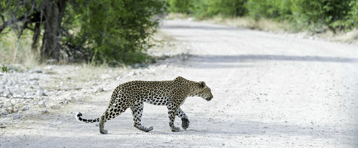 Cedarberg Travel | Onguma Tented Camp
