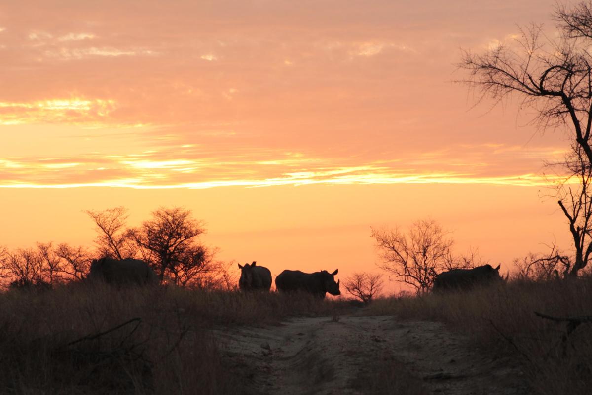 Cedarberg Travel | Rhino Walking Safaris at Plains Camp