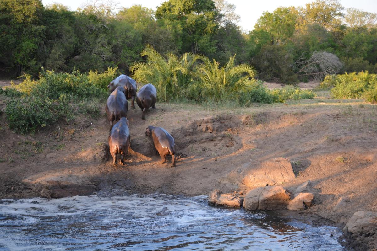 Cedarberg Travel | Rhino Walking Safaris at Plains Camp