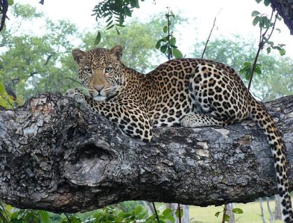 Zambia safari holiday - leopard in a tree in South Luangwa