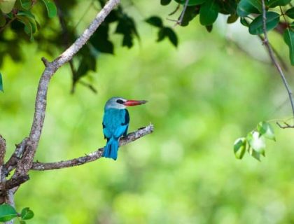 Tanzania coast - Saadani nature reserve, birding