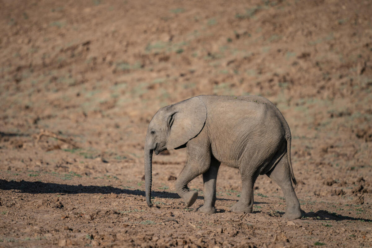 Cedarberg Travel | Nsolo Bush Camp