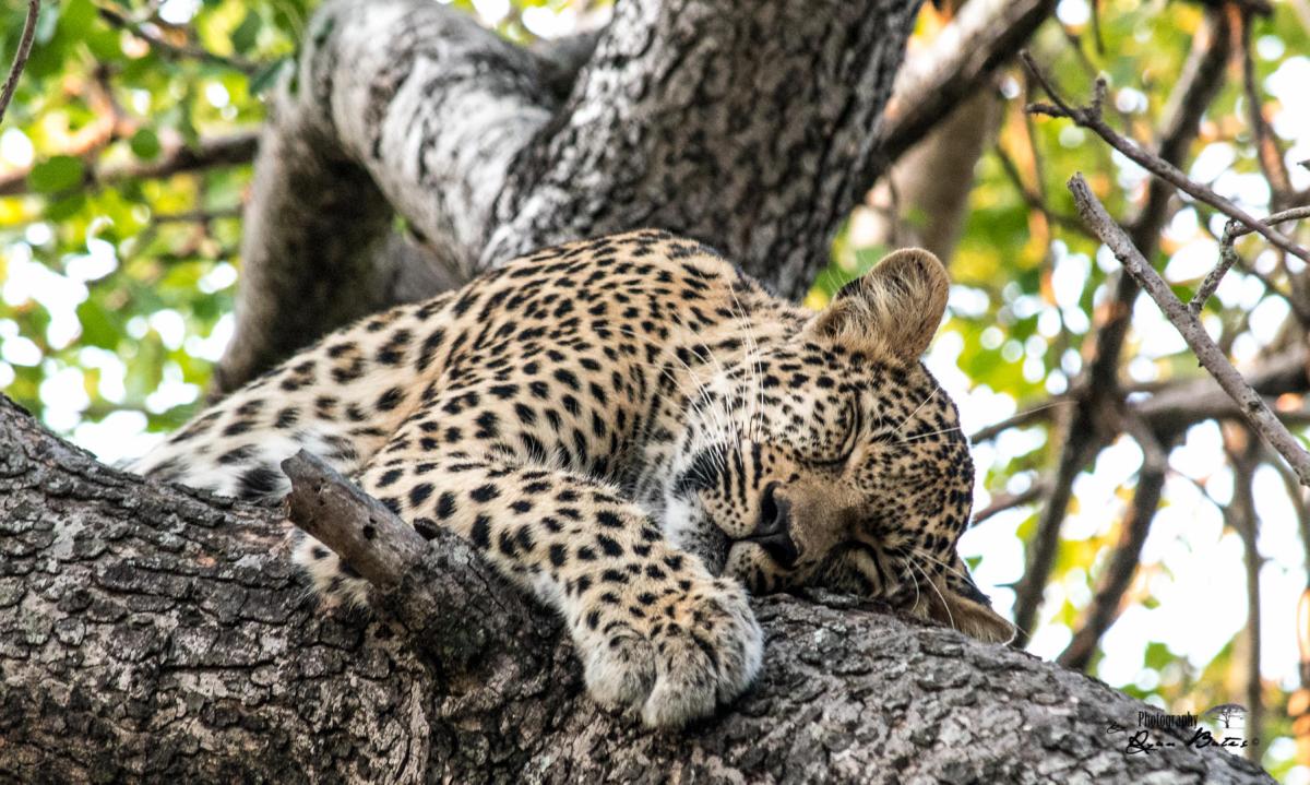 Cedarberg Travel | Jabulani Safari