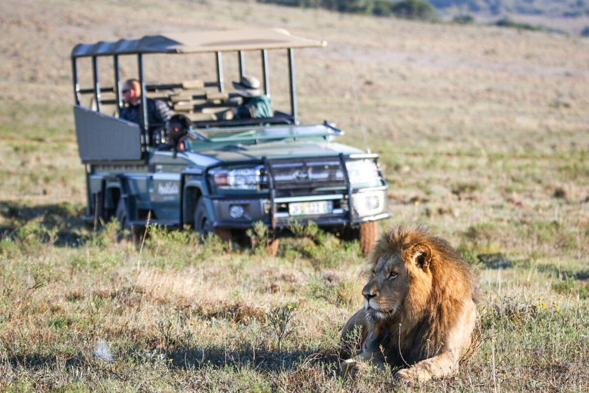 Cedarberg Travel | Amakhala Safari Lodge
