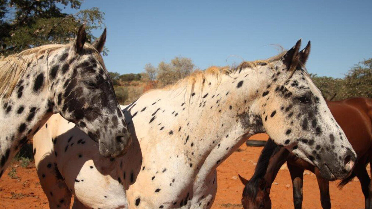 Cedarberg Travel | Tswalu Motse