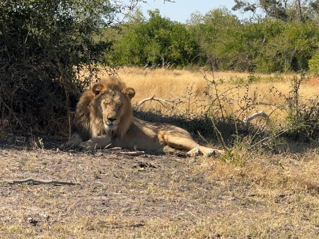 Cedarberg Travel | Ndhovu Safari Lodge