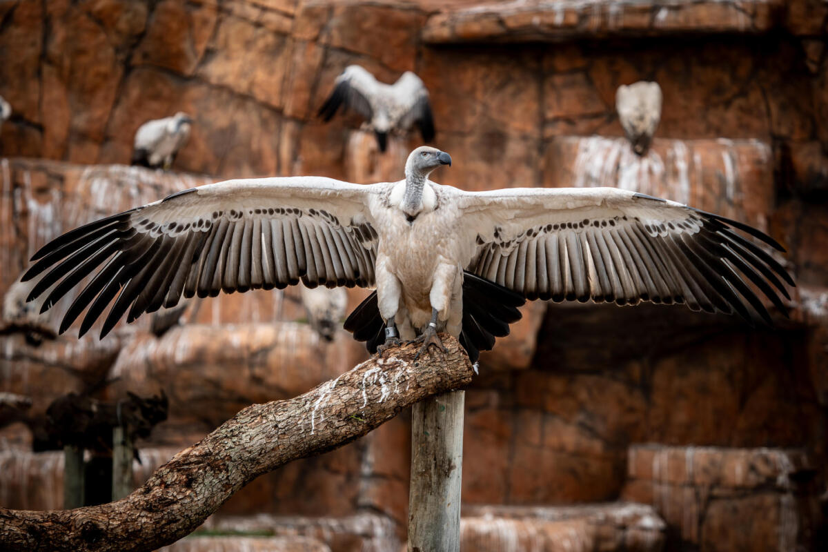 Cedarberg Travel | Bayethe at Shamwari Private Game Reserve