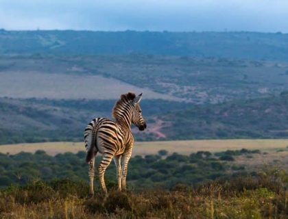 Addo-Elephant-park-tours-zebra-700