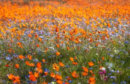 Where to go in Africa in August, September and October