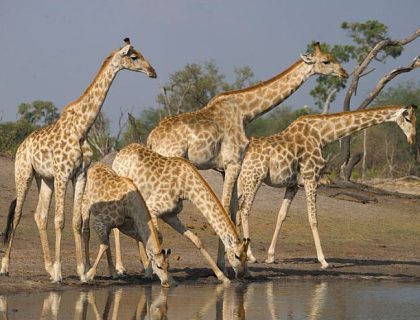 Zimbabwe Roaming Safari by Road