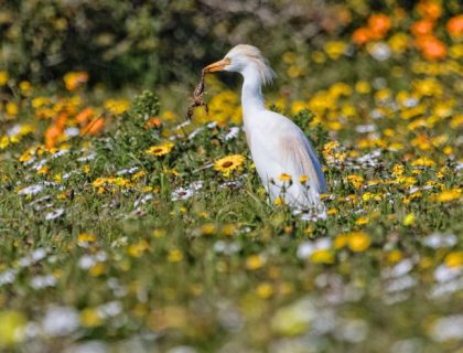 Cape West Coast comorant in the flowers