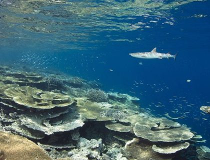 White Tip Reef Shark Triaenodon Obesus