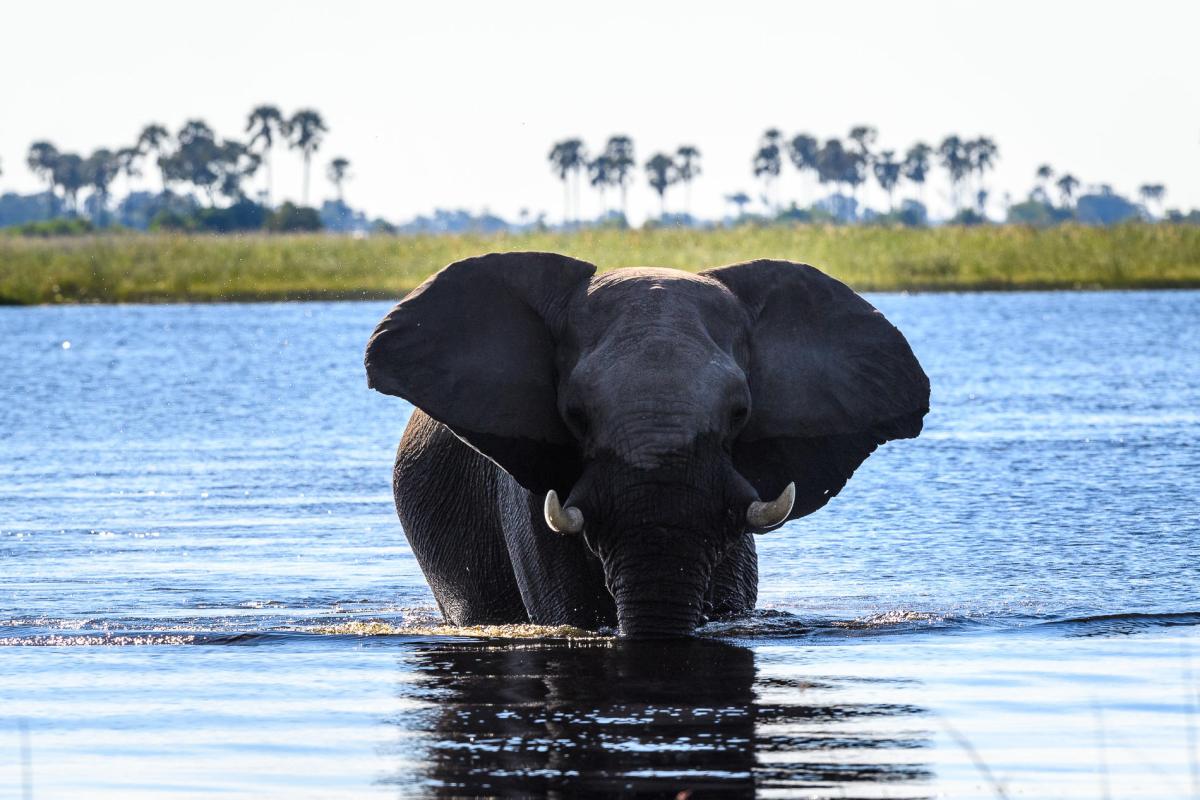 Cedarberg Travel | Wilderness DumaTau Camp