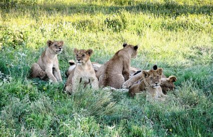 Taste of Tented Tanzania