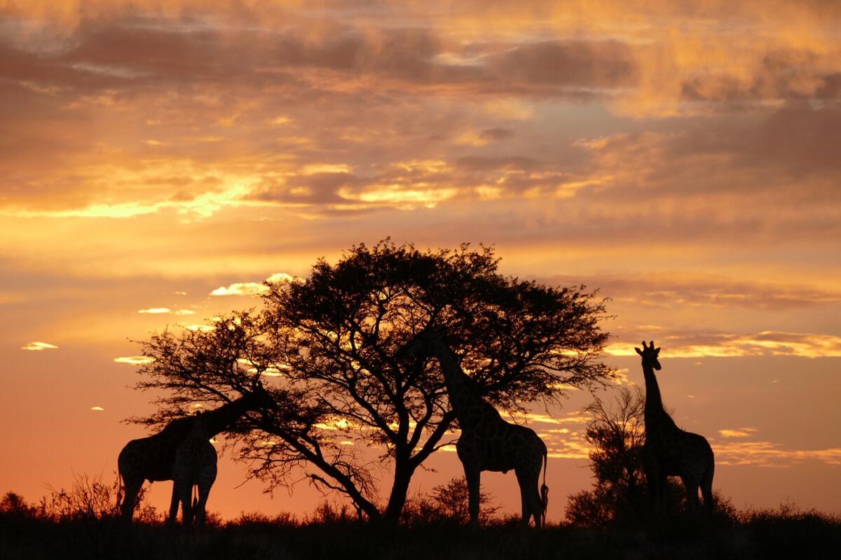 Cedarberg Travel | Mata Mata Restcamp