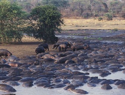 Katavi National Park safaris - hippo pods in river