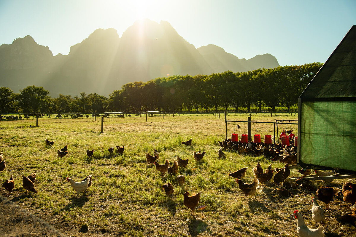 Cedarberg Travel | Boschendal Farm