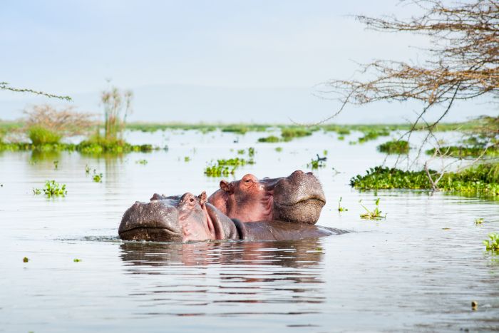 Cedarberg Travel | East African Exploration to Kenya & Tanzania