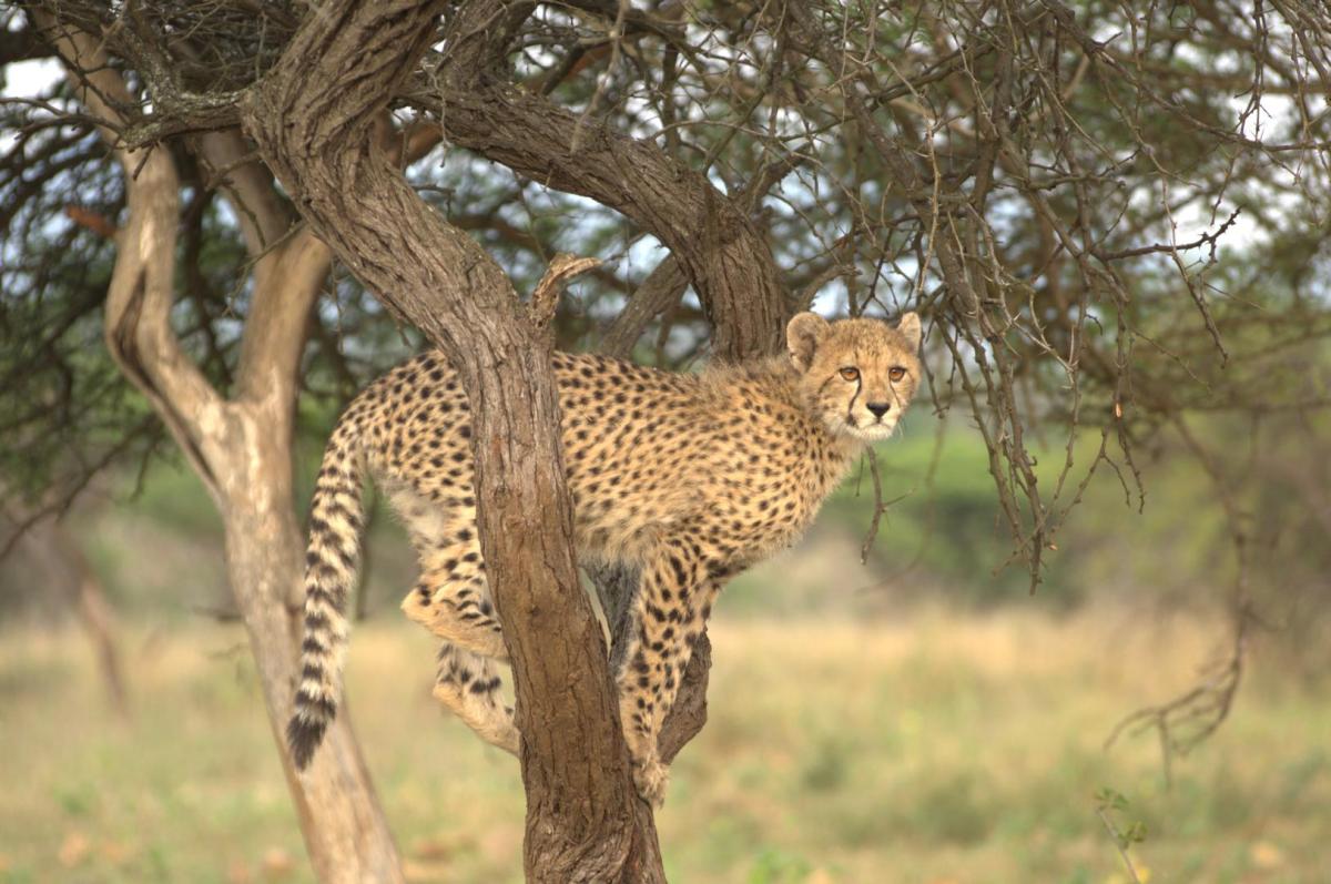 Cedarberg Travel | Rhino Sands Safari Lodge