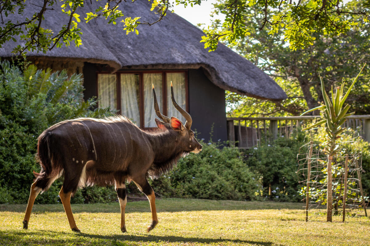 Cedarberg Travel | Rhino River Lodge