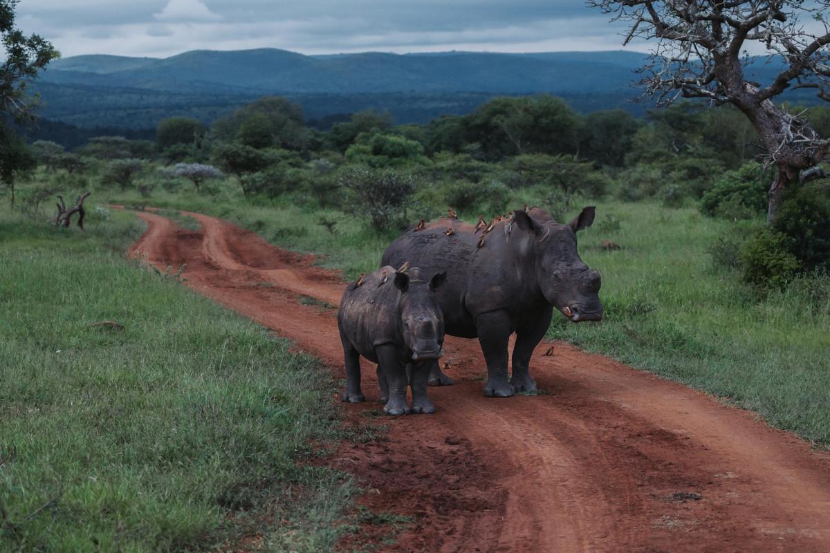 Cedarberg Travel | Rhino Sands Safari Lodge