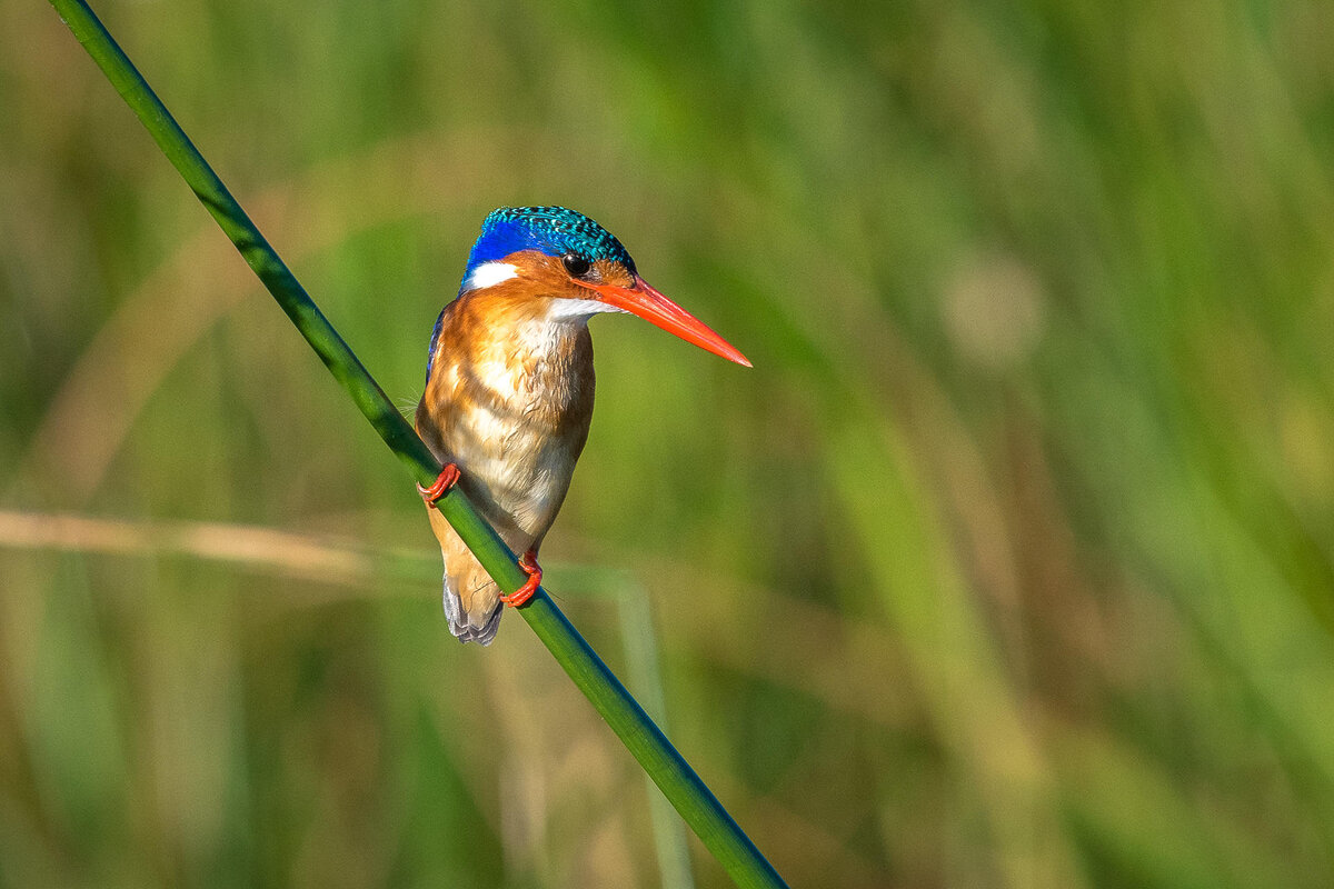 Cedarberg Travel | Kuthengo Camp