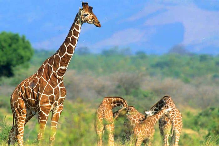 Cedarberg Travel | Kenya Safari Highlights by Air