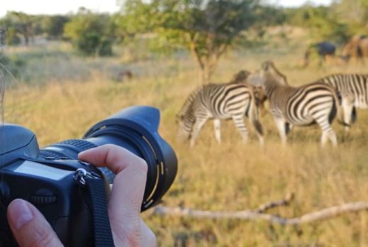 Tips on Wildlife Safari Photography – part 1