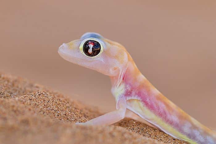 Cedarberg Travel | Namibia Untold Story Small Group Safari