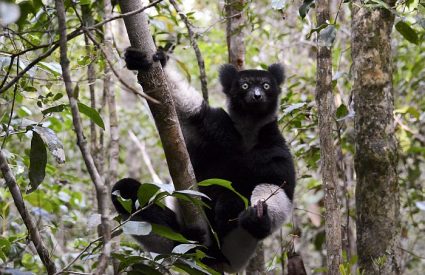 Madagascar Attractions : 10 Reasons why Madagascar could be racing up your bucket list…