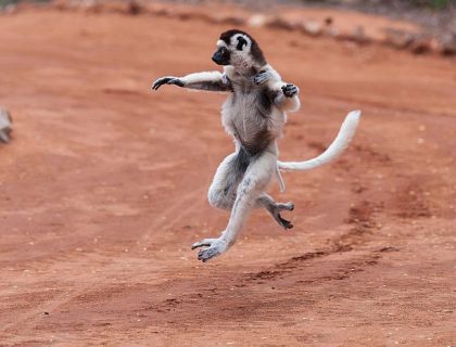 Sifaka lemur, spiny forest, Madagascar tour packages, 