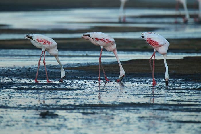Cedarberg Travel | Hidden Tanzania with Lake Natron