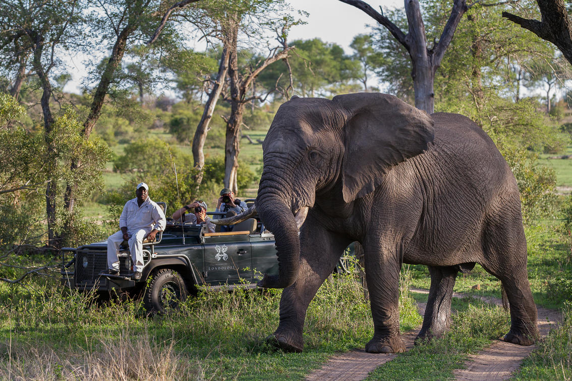 Cedarberg_Africa_londolozi_elephant_bull