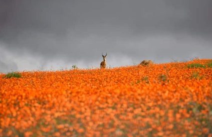 Tips for Spring Flower Viewing in Namaqualand, Cederberg & West Coast in 2026