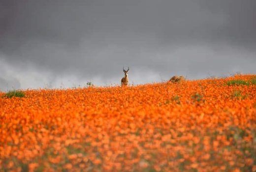 Tips for Spring Flower Viewing in Namaqualand, Cederberg & West Coast in 2027