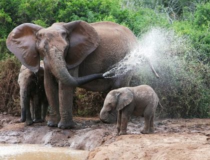 Elephants in Addo elphant park safaris