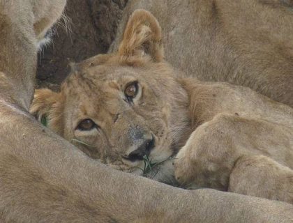 Southern Horizons in Style