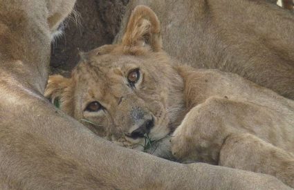 Southern Horizons in Style