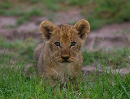 Botswana green season safaris