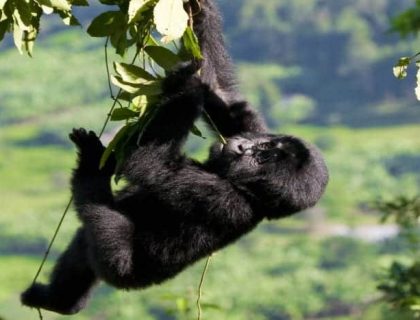 Bwindi baby gorilla-climbing tree in Bwindi Impenetrable Forest