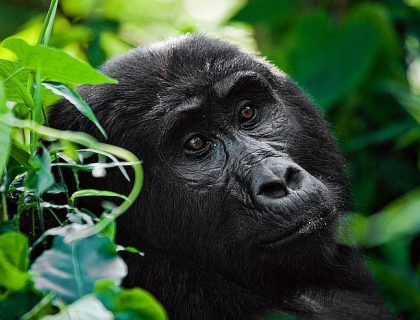 Uganda